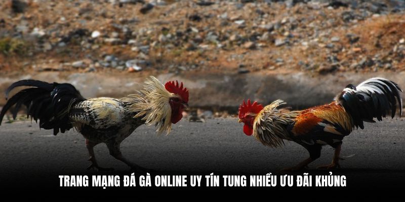 Lợi ích khi tham gia trang mạng đá gà uy tín QH88