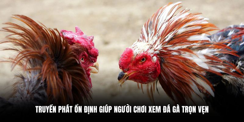 Những dấu hiệu giúp nhận biết một trang mạng đá gà online uy tín